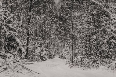ağaçlar ve karışık kış orman yol