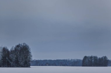 ağaç gövdeleri ve kış orman dallarında