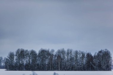 ağaç gövdeleri ve kış orman dallarında