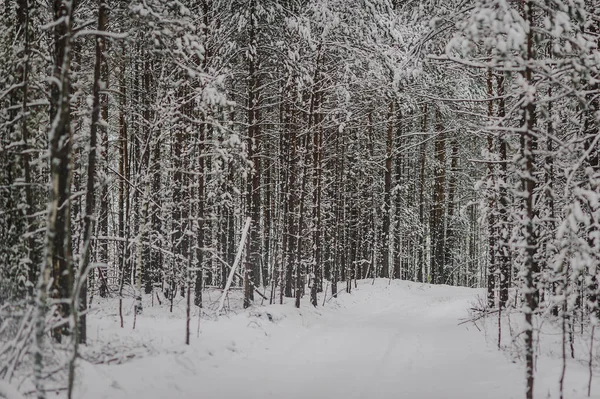 Karlı donmuş kış ormanlarında boş yolun manzarası 