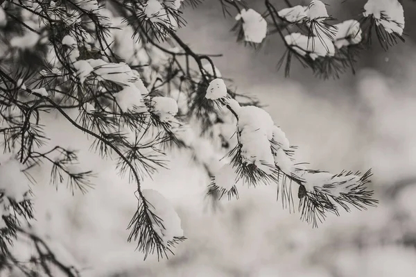 Kar Kış Ormandaki Çam Dalları Kaplı — Stok fotoğraf