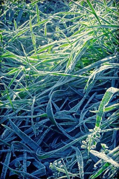 Herbe gelée dans la matinée ensoleillée — Photo