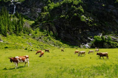 İnekler. Yeşil bir alanda otlayan inekler. Alpin çayırlar üzerinde ineklerin. İnekler, güzel Alp yatay. 