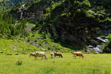 İnekler. Yeşil bir alanda otlayan inekler. Alpin çayırlar üzerinde ineklerin. İnekler, güzel Alp yatay. 