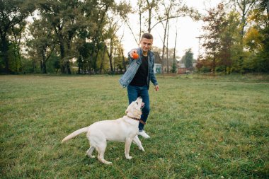 Fırlatma topu köpek Labrador Park için gün batımında dostum. En iyi top oynayan arkadaşlar
