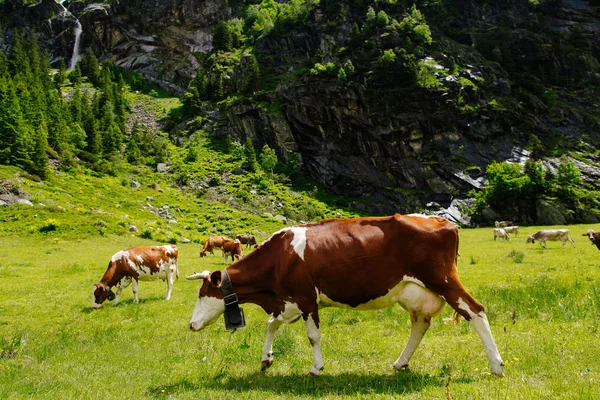 Cows. Cows grazing on a green field. Cows on the alpine meadows. Beautiful alpine landscape with cows. — Stock Photo, Image