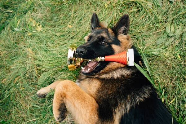 Pastor alemán acostado en la hierba con copa de oro en la boca después de ganar el concurso de perros —  Fotos de Stock