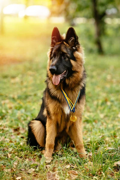 Campione pastore tedesco siede sull'erba con medaglie d'oro al collo dopo aver vinto la mostra canina — Foto Stock