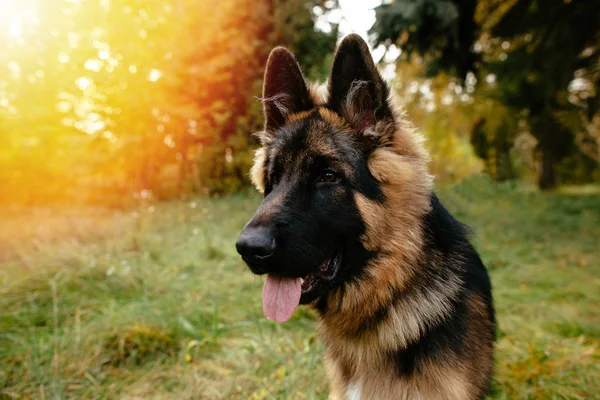 Ritratto di giovane cane Pastore Tedesco al tramonto — Foto Stock