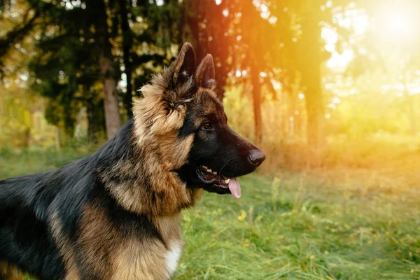 Schöner junger Hund Deutscher Schäferhund bei Sonnenuntergang. Seitenansicht — Stockfoto
