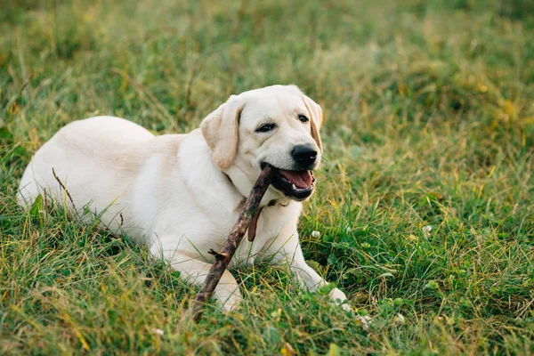 Perro labrador retriever acostado en hierba mastica palo — Foto de Stock