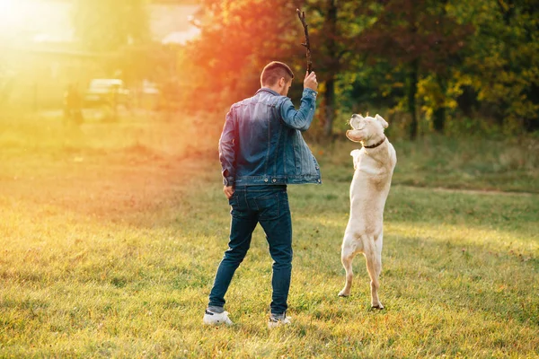 Мужчина веселится, играя с собакой в парке на закате — стоковое фото