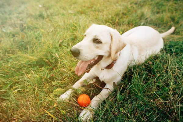 Retrato de perro dorado acostado labrador retriever sobre hierba con su juguete al atardecer — Foto de Stock