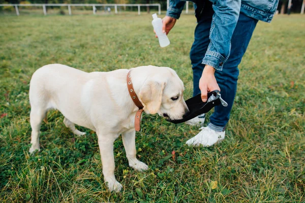 Hund Labrador trinkt Wasser von Trinkern — Stockfoto