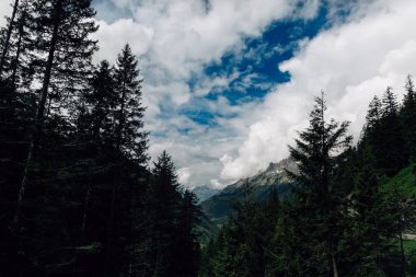 Isviçre 'de ağaçlar ve Alpler Dağları görünümü