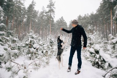 Husky köpek sorar için çerezleri onun ana
