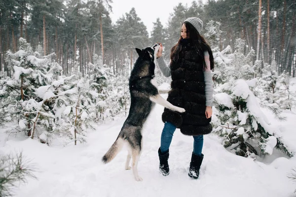 Fille nourrir son chien Husky snacks — Photo