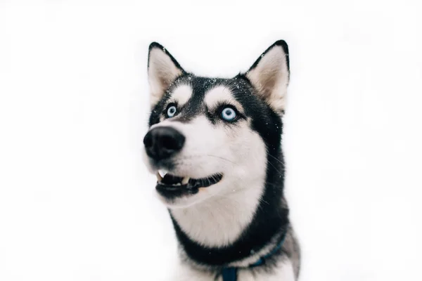 Retrato de perro Husky sobre fondo aislado — Foto de Stock