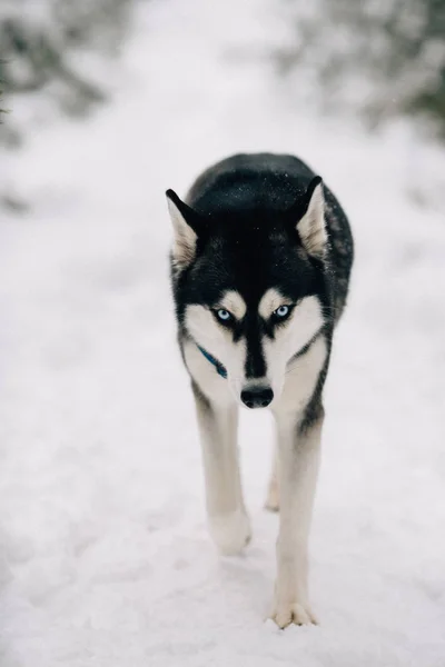 Husky cane che cammina sulla neve — Foto Stock