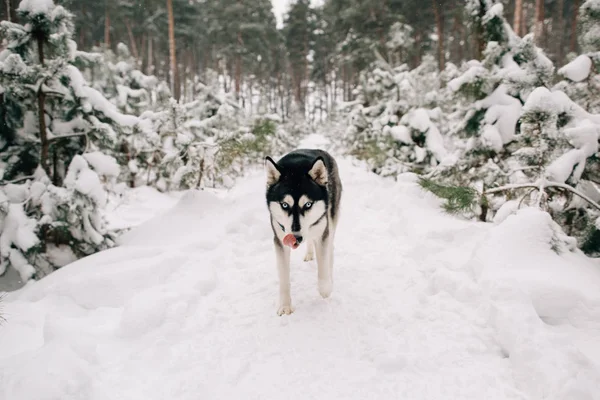 Chien Husky dans la forêt enneigée d'hiver — Photo