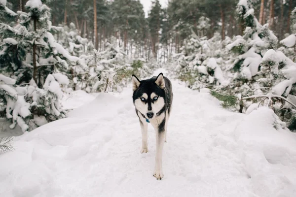 Chien Husky marchant dans la forêt de pins neigeux — Photo