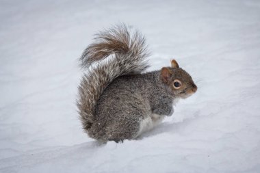 Sciurus carolinensis, ortak adı Doğu gri sincap ya da bağlı olarak bölge, gri sincap cins Sciurus içinde bir ağaç sincap olduğunu. Bu Doğu Kuzey Amerika ile yerel, ama beri Avrupa bölgeleri için tanıttı.