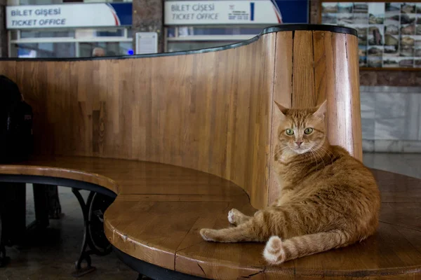 Stray cat resting in Istanbul Sirkeci train station's waiting room