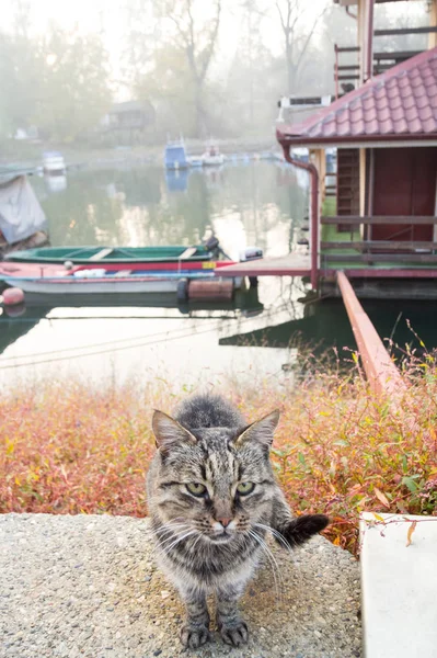 Stray Tabby Cat Sitting Quay Tamis River Pancevo Serbia Autumn Royalty Free Stock Photos