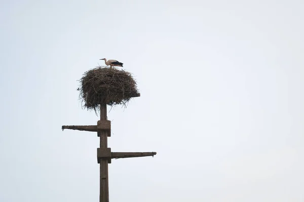 Čápí Pták Stojící Svém Dřevěném Hnízdě Instalovaný Starém Elektrickém Sloupu — Stock fotografie