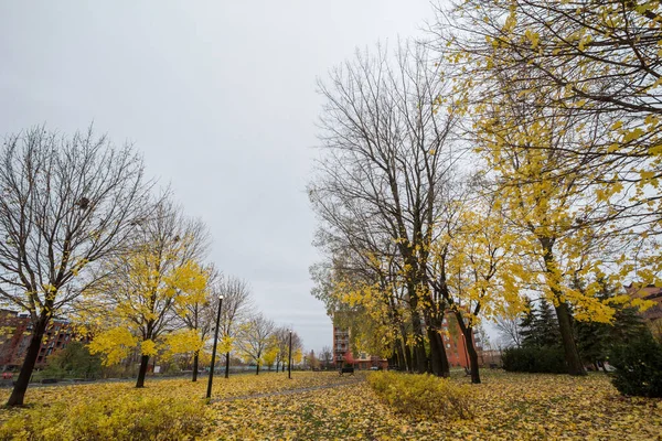 Осеннее Дерево Жёлтыми Листьями Осенью Парке Района Литтл Бургундия Называется — стоковое фото