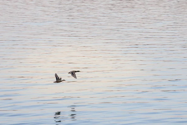 在迁徙期间 有两只鸭子 一只母鸭和一只公鸭 鸭嘴兽 黄昏时分 它们一起飞越河流的水面 — 图库照片