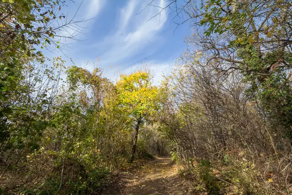 Ścieżka Leśna Otoczona Szerokimi Drzewami Liściastymi Żółtym Jesiennym Kolorze Jesiennym — Zdjęcie stockowe