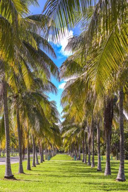 Tropik gökyüzünün altında güzel palmiye vadisi