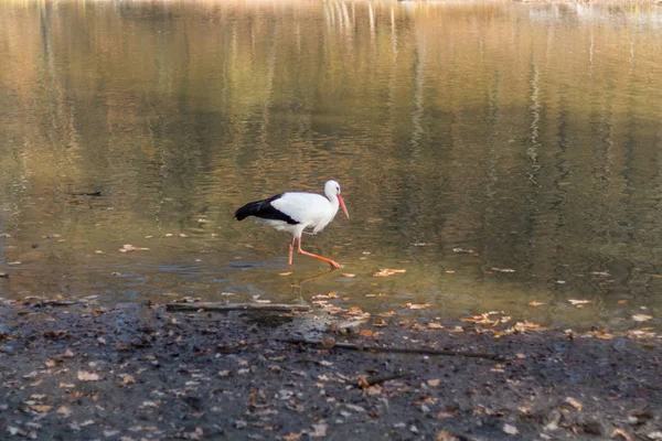 big white stork at the little pond fall