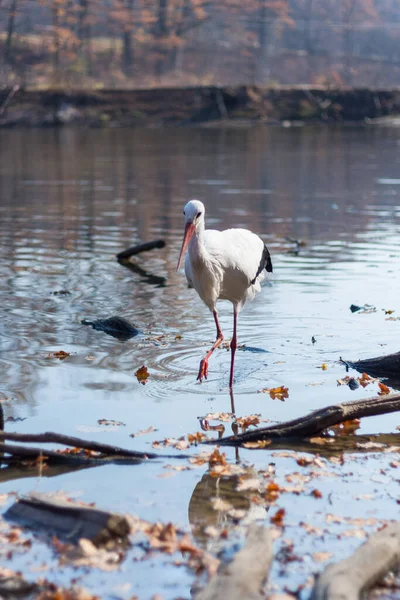 big white stork at the little pond fall