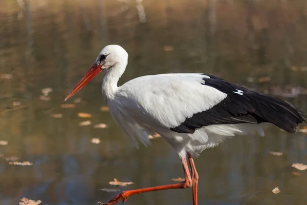 Big white stork at the little pond fall — 图库照片