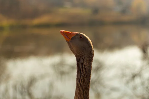 Big gray goose on a pond in autumn — Stockfoto
