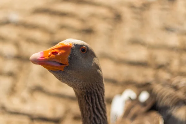 big gray goose on a pond in autumn
