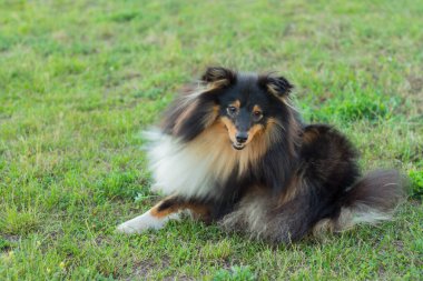 Siyah Sheltie yeşil çimlerde turuncu top oyuncağıyla oynuyor.