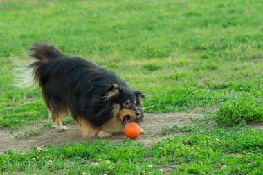 Siyah Sheltie yeşil çimlerde turuncu top oyuncağıyla oynuyor.