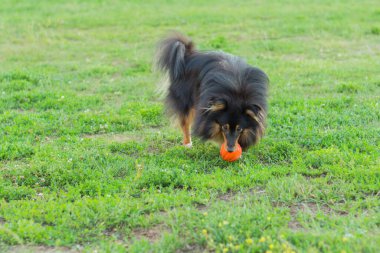Siyah Sheltie yeşil çimlerde turuncu top oyuncağıyla oynuyor.