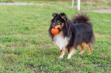 Siyah Sheltie yeşil çimlerde turuncu top oyuncağıyla oynuyor.