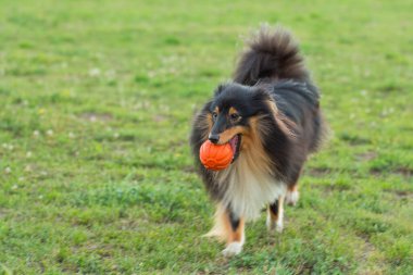 Siyah Sheltie yeşil çimlerde turuncu top oyuncağıyla oynuyor.