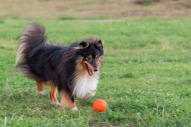 Siyah Sheltie yeşil çimlerde turuncu top oyuncağıyla oynuyor.