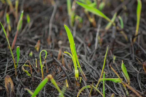 Bakgrund Med Brända Gräset Aska Plantera Ask Och Första Gröna — Stockfoto