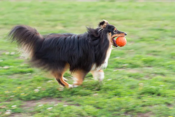 Rak Hitam Bermain Dengan Mainan Bola Oranye Rumput Hijau — Stok Foto