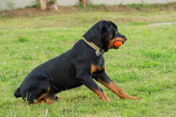 Preto Rottweiler Jogando Com Brinquedo Bola Laranja — Fotografia de Stock