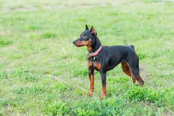 Küçük siyah köpek yeşil çimlerin üzerinde duruyor