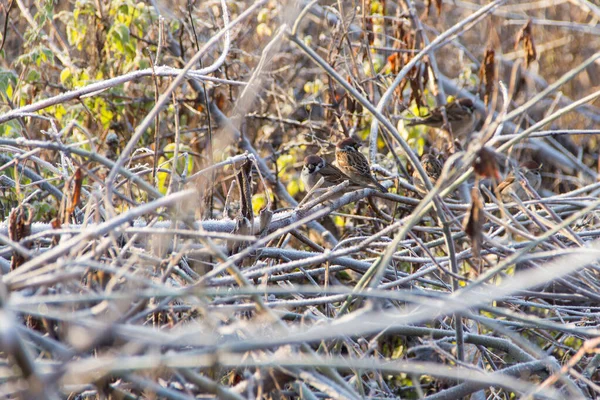 Sparrow Est Assis Sur Les Branches Buisson Automne — Photo