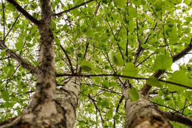 Bahar yeşili ağaç manzarası yukarı bakıyor